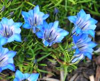 Light blue flowers with a white throat